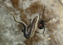 Zehirli Örümcek Türleri ve Özellikleri