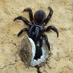 Örümcekler Ne Yer ve Beslenme Şekilleri